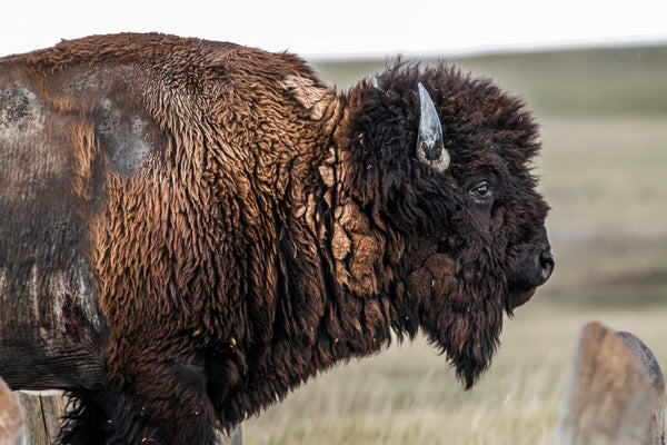North American bison